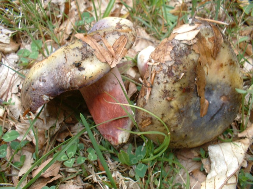 russula da determinare